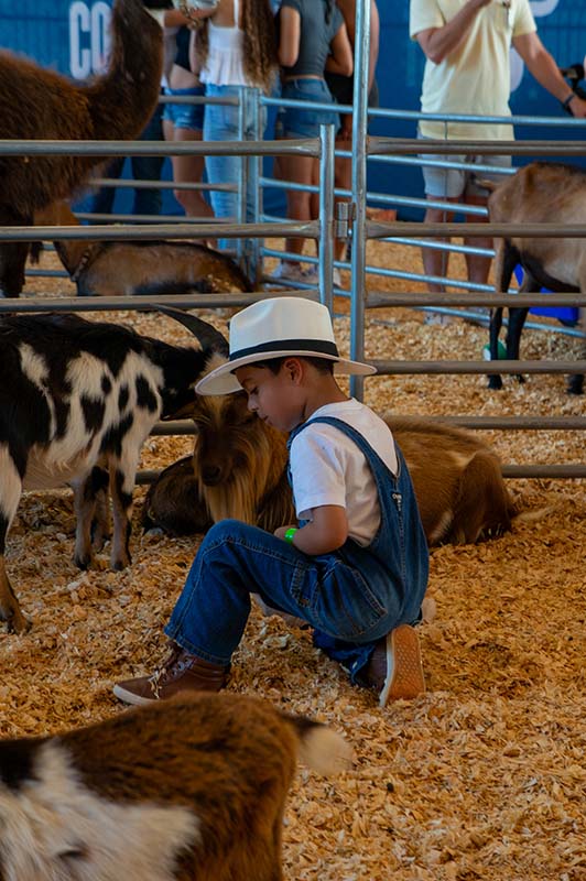 little boy playing with goats